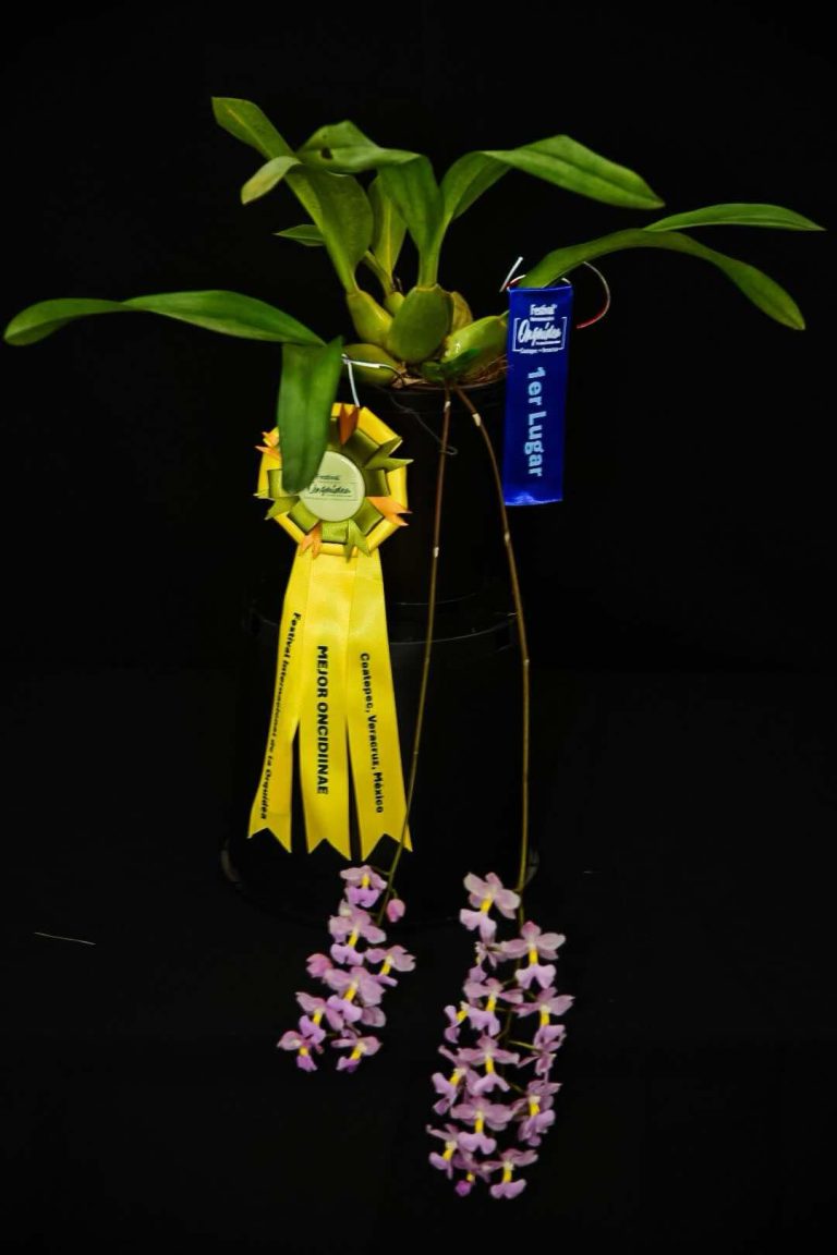 Mejor Oncidiinae