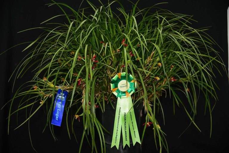 Mejor Maxillariinae