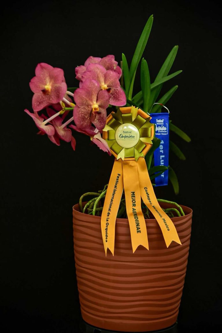 Mejor Aeridinae