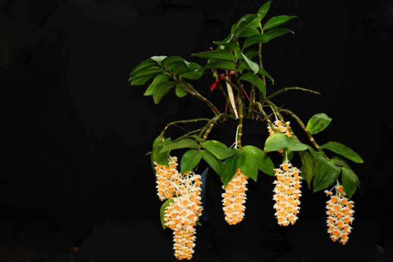 Mejor planta de la exposición